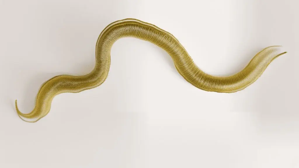 Foto eines natürlichen Ph-Nematoden gegen Nacktschnecken