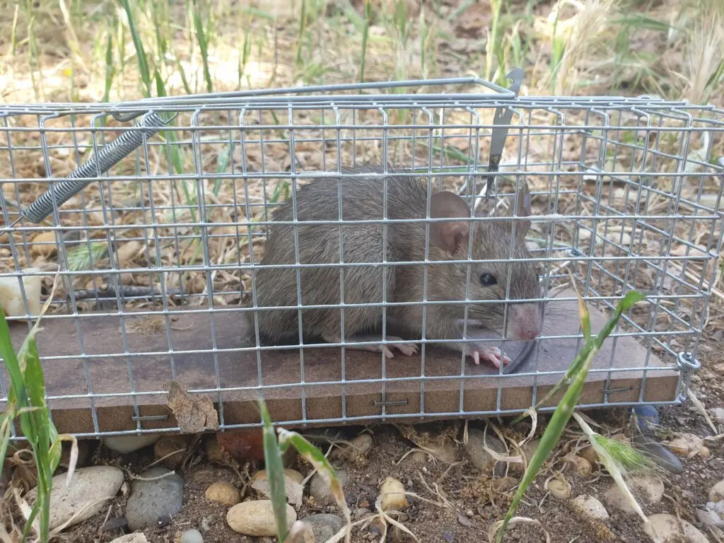 Ratte, die Zucchini anfrisst