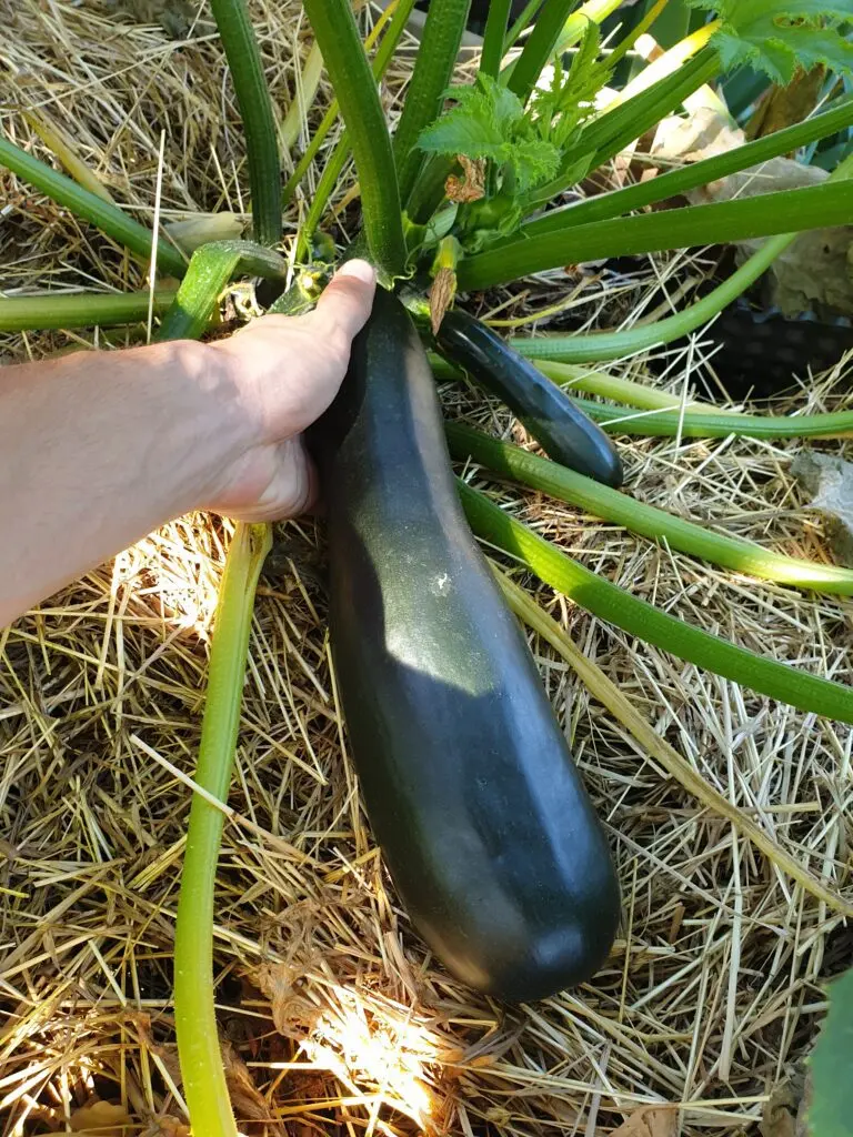 Zucchini