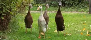 Indische Laufenten sind ein gutes Mittel, um in der Permakultur Schnecken zu bekämpfen