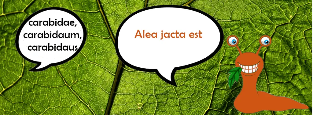 Laufkäfer sind Fressfeinde der Nacktschnecken