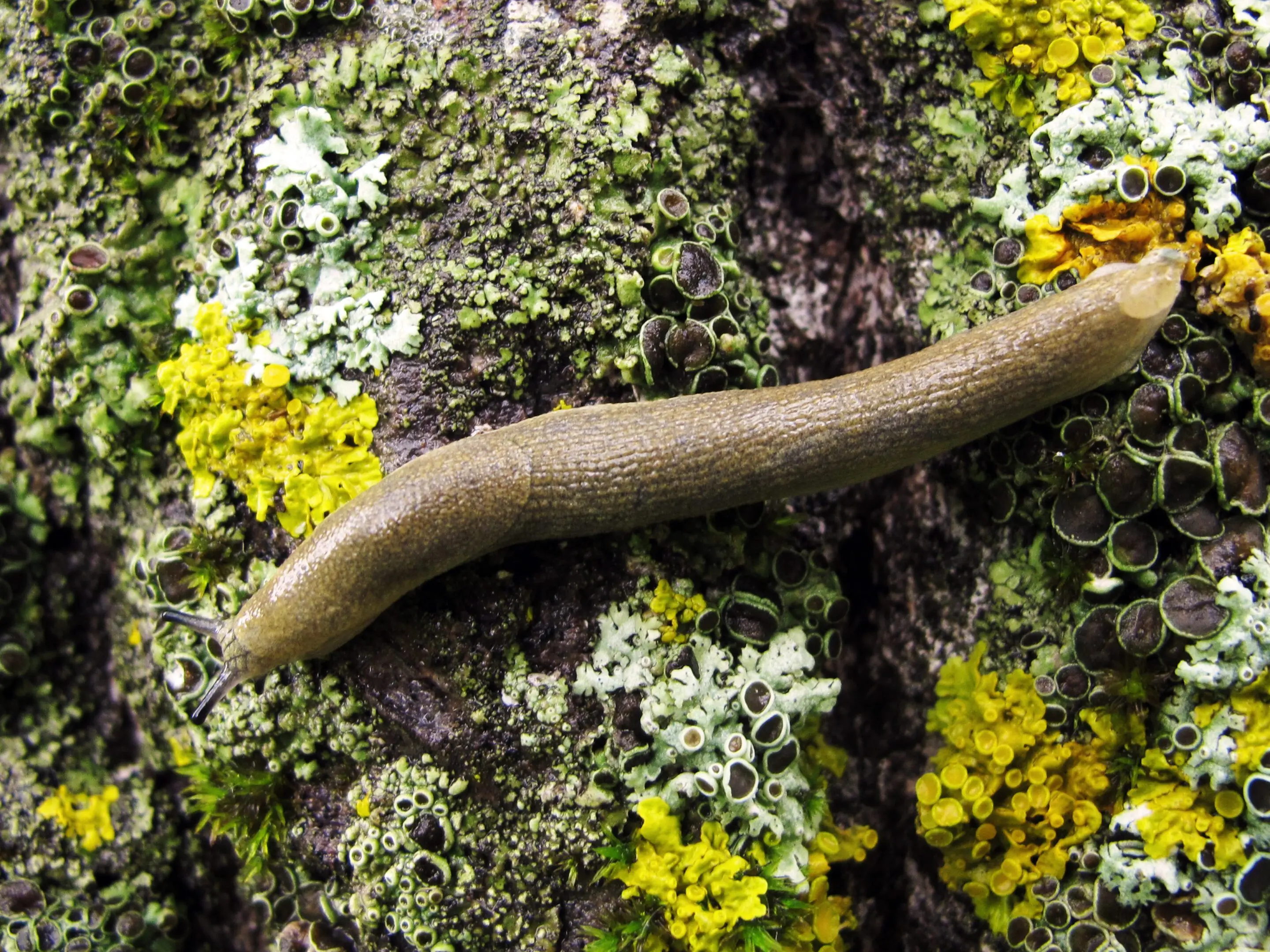 gelbe Kellerschnecke