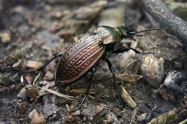ein Laufkäfer im Garten