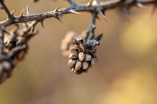 Brombeeren und Nacktschnecken