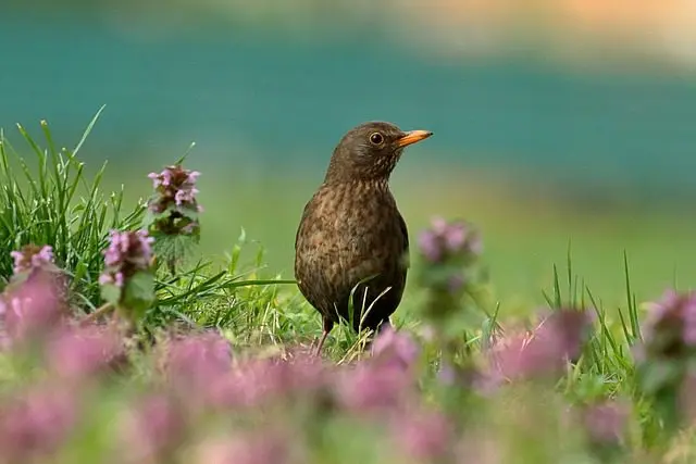 die Amsel ist ein Fressfeind der Schnecken