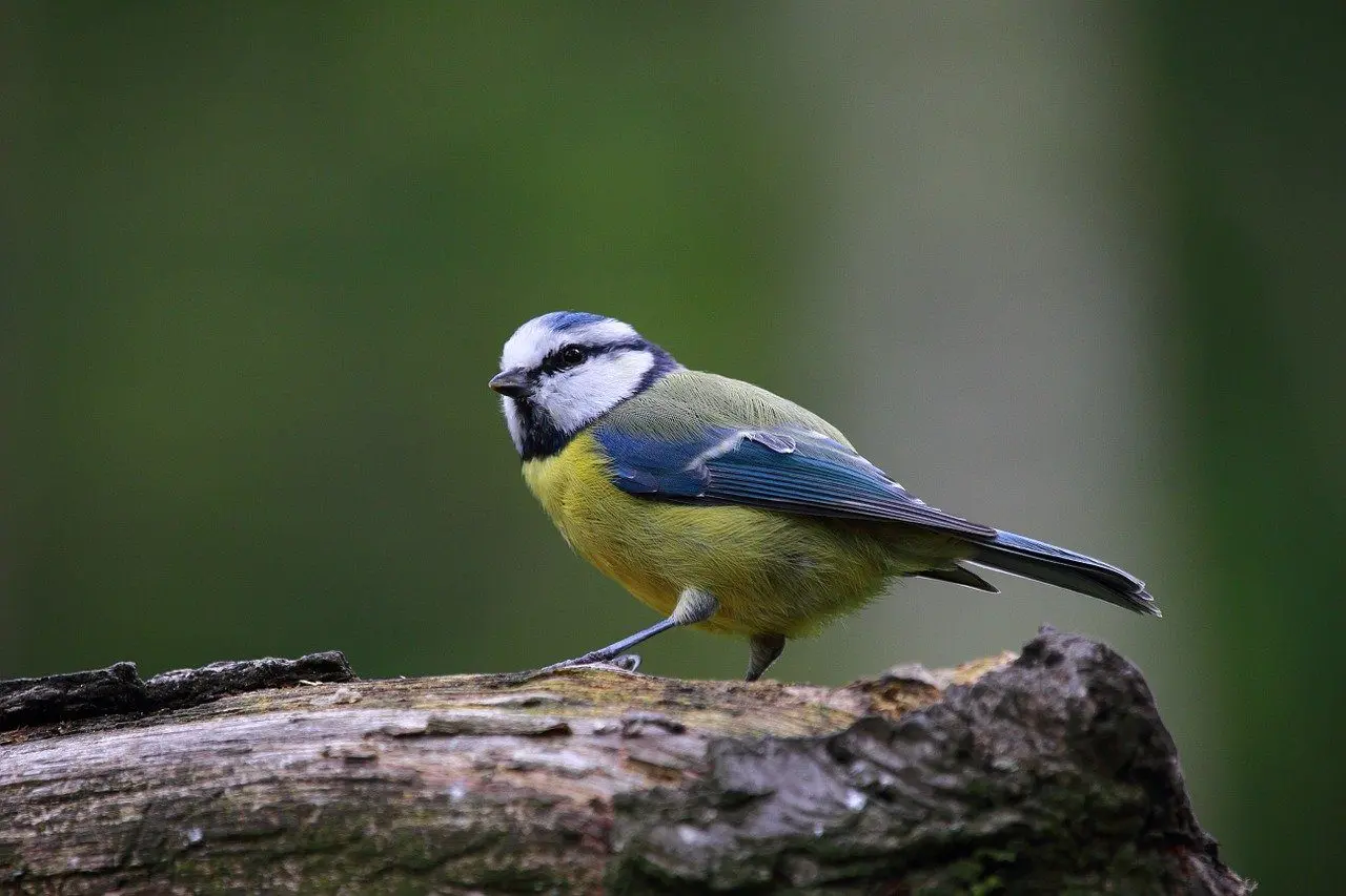 Vögel als Schneckenfressfeinde