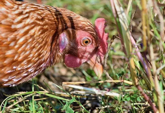 Hühner als Fressfeind von Nacktschnecken