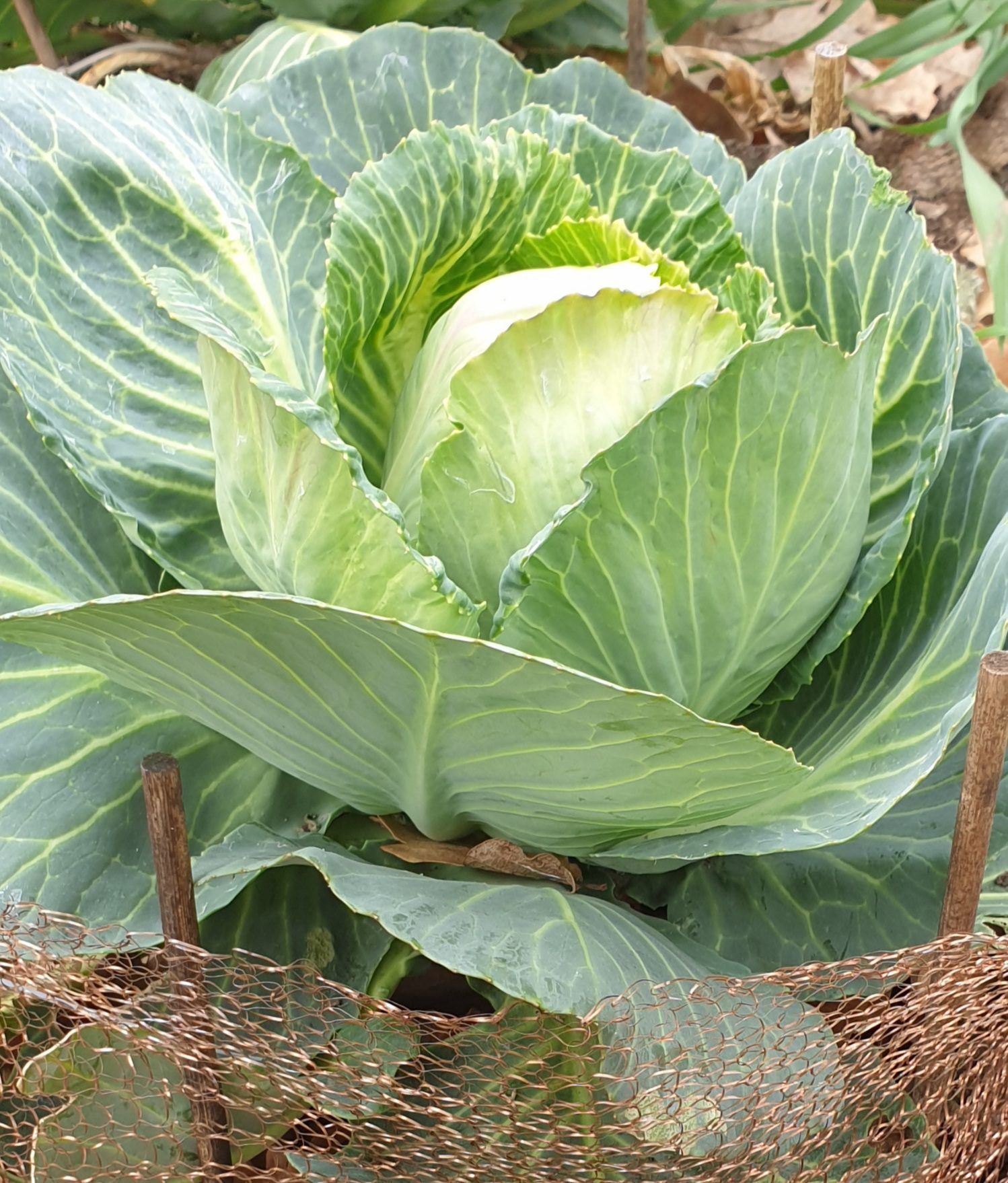 Mit dem Kupfernetz von Springday gelingt schöner Kohl