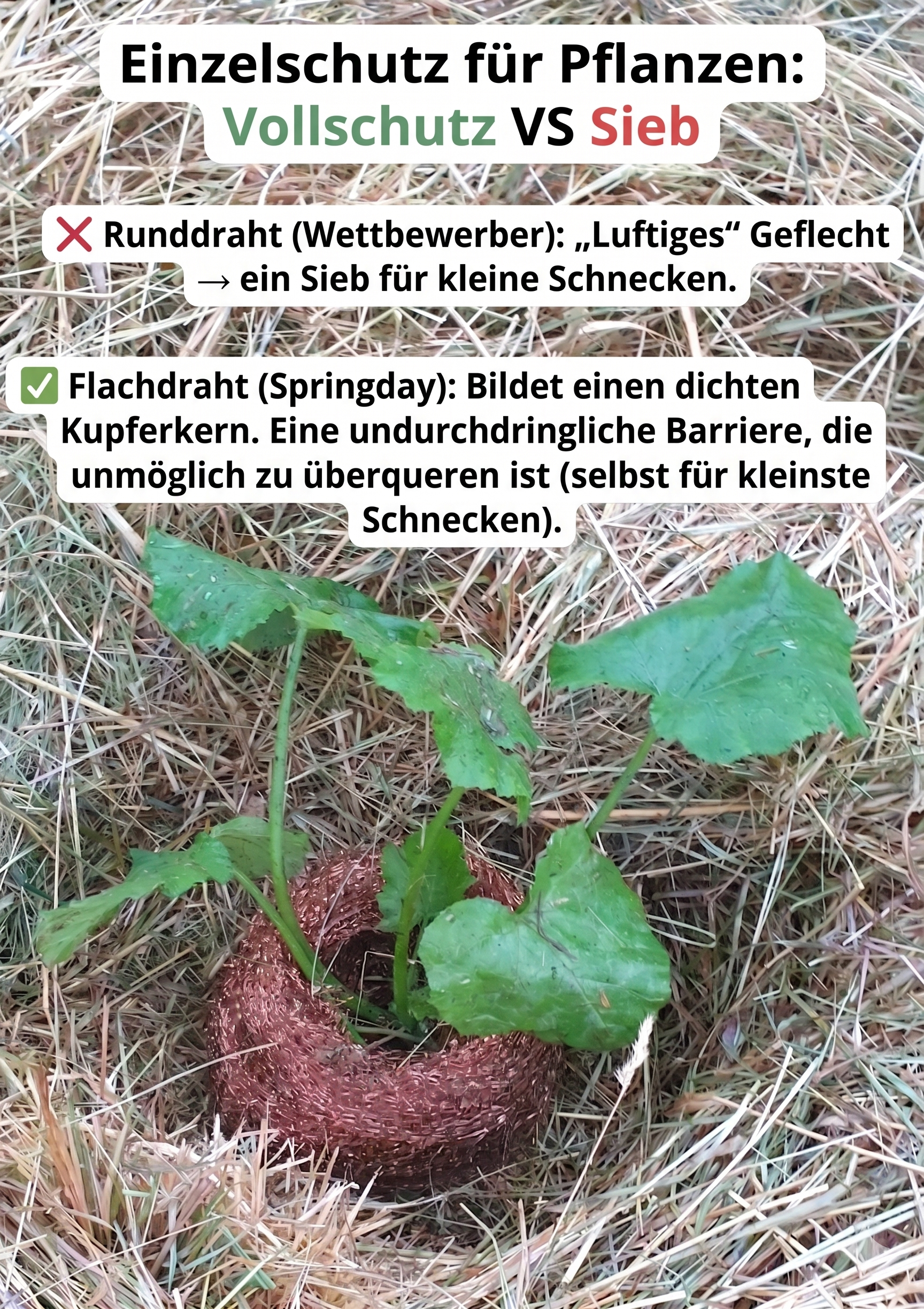 Das Schneckennetz aus verdrilltem Flachdraht schützt einzelne Pflanzen vollständig