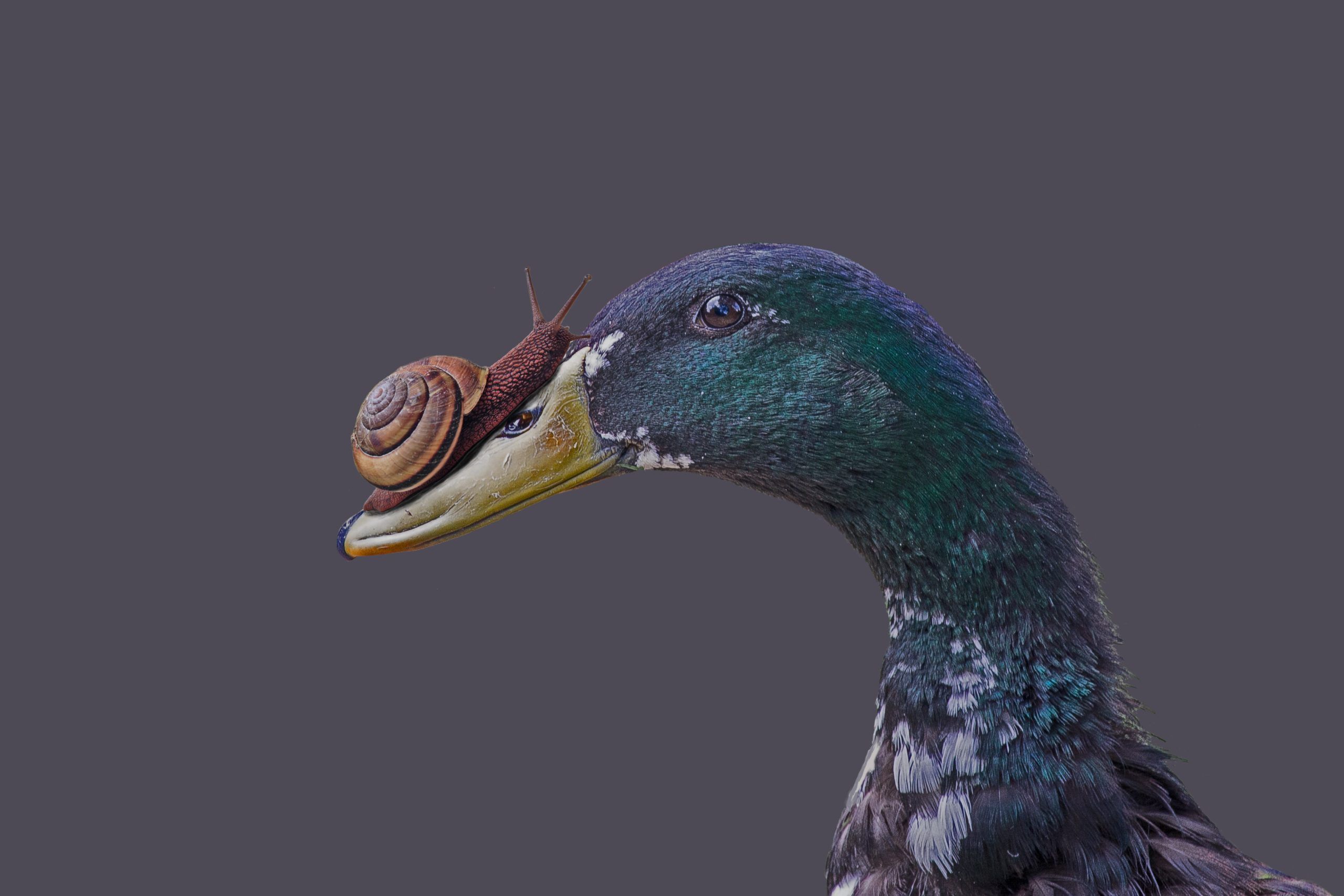 Die Laufenten gegen Schnecken: gute oder schlechte Idee?