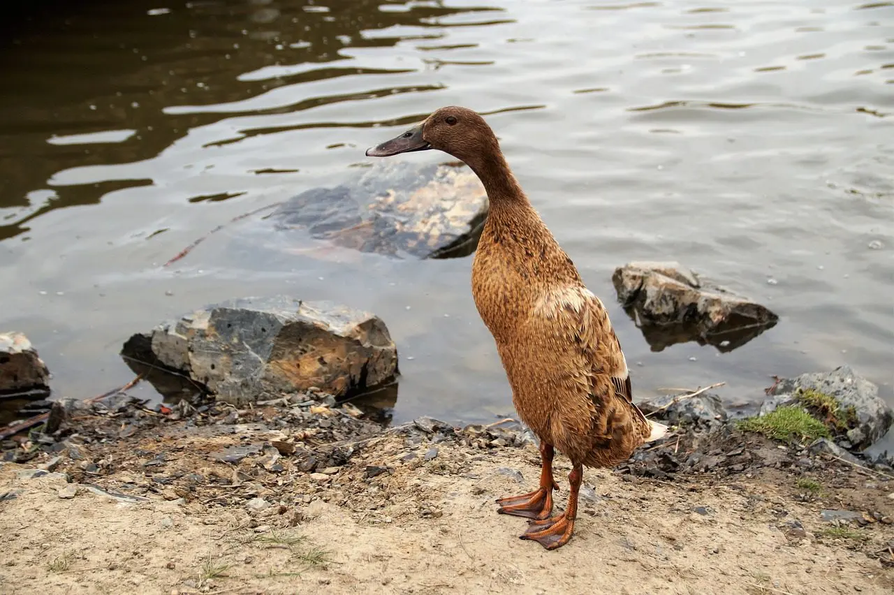einen Teich für Indische Laufenten anlegen