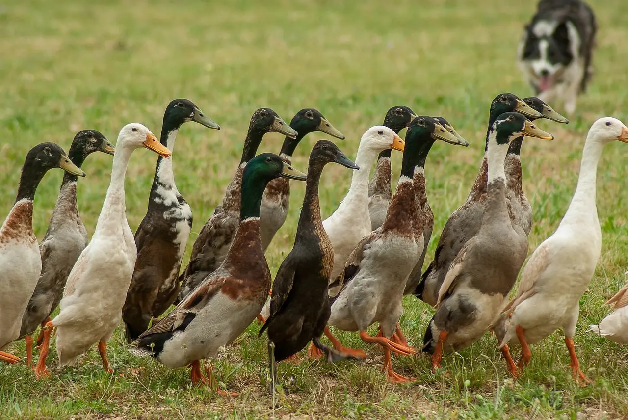Indische Laufenten zu halten hilft, Nacktschnecken zu bekämpfen