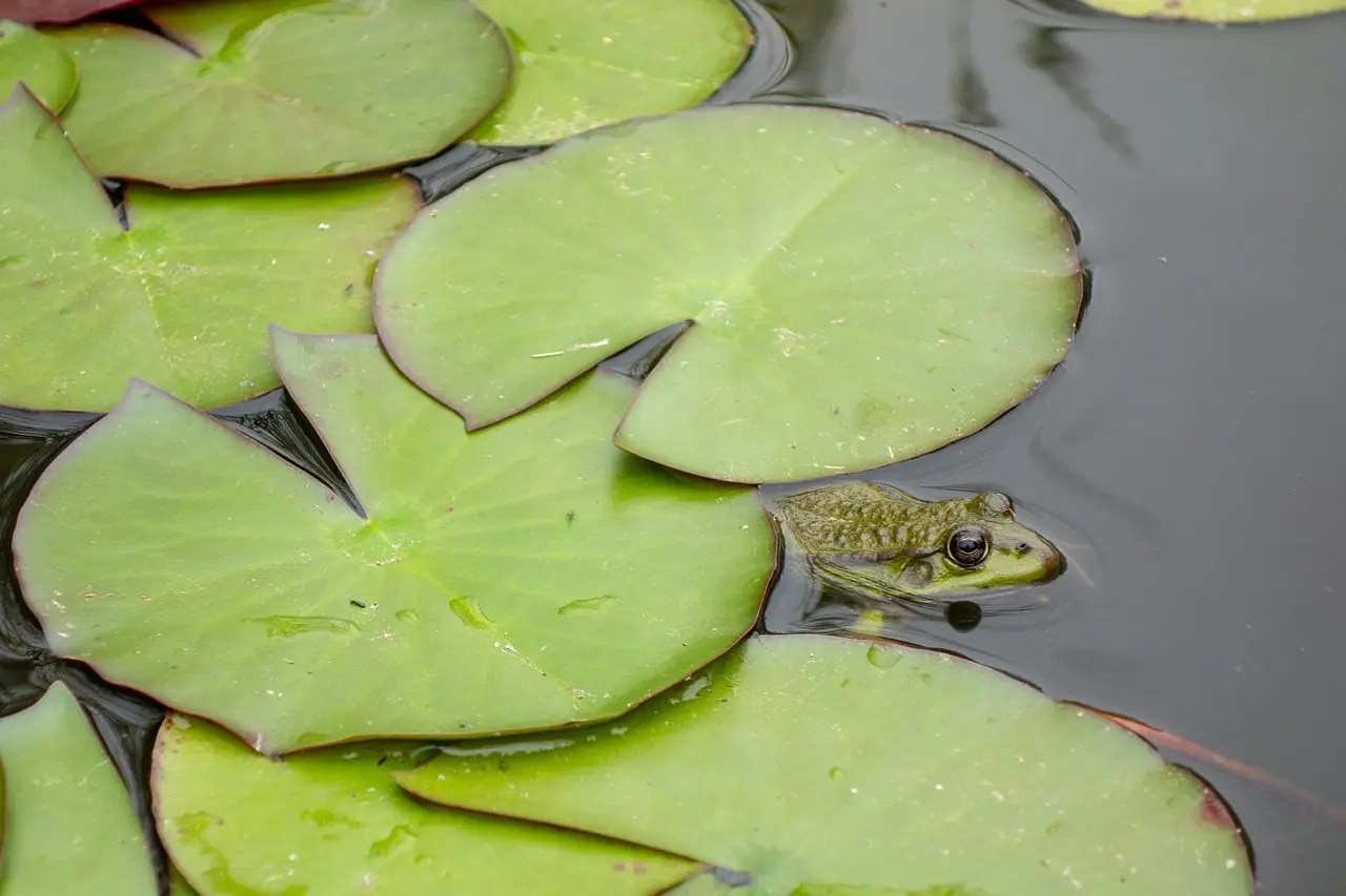 Einen Teich anlegen, um Frösche zu beherbergen, in der Permakultur