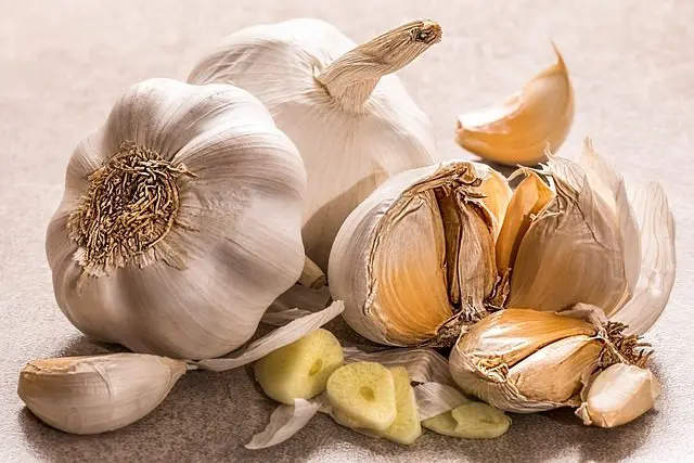 Knoblauch ist wirksam gegen Schnecken