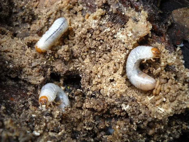 Engerlinge Igel