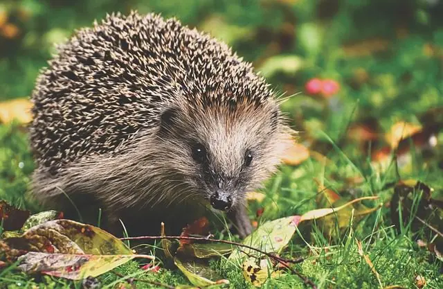 der Igel frisst die Nacktschnecken