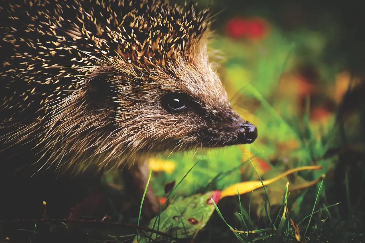 ein Igel