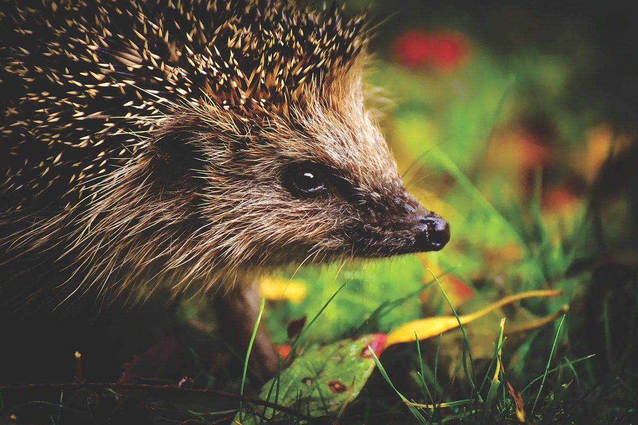 Der Igel, ein Schneckenjäger im Garten: Sollte man ihn füttern? Wie lockt man ihn in den Garten?