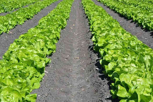 Salatfeld
