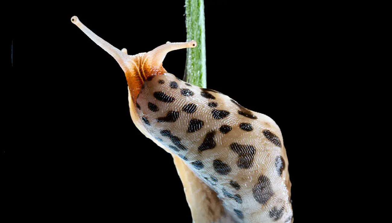 der Tigerschnegel ist ein Fressfeind von Nacktschnecken