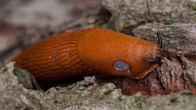 giftige große orange Nacktschnecke