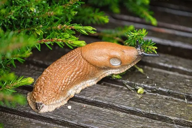 orangefarbene Nacktschnecke