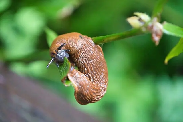 eine Nacktschnecke auf einem Grashalm