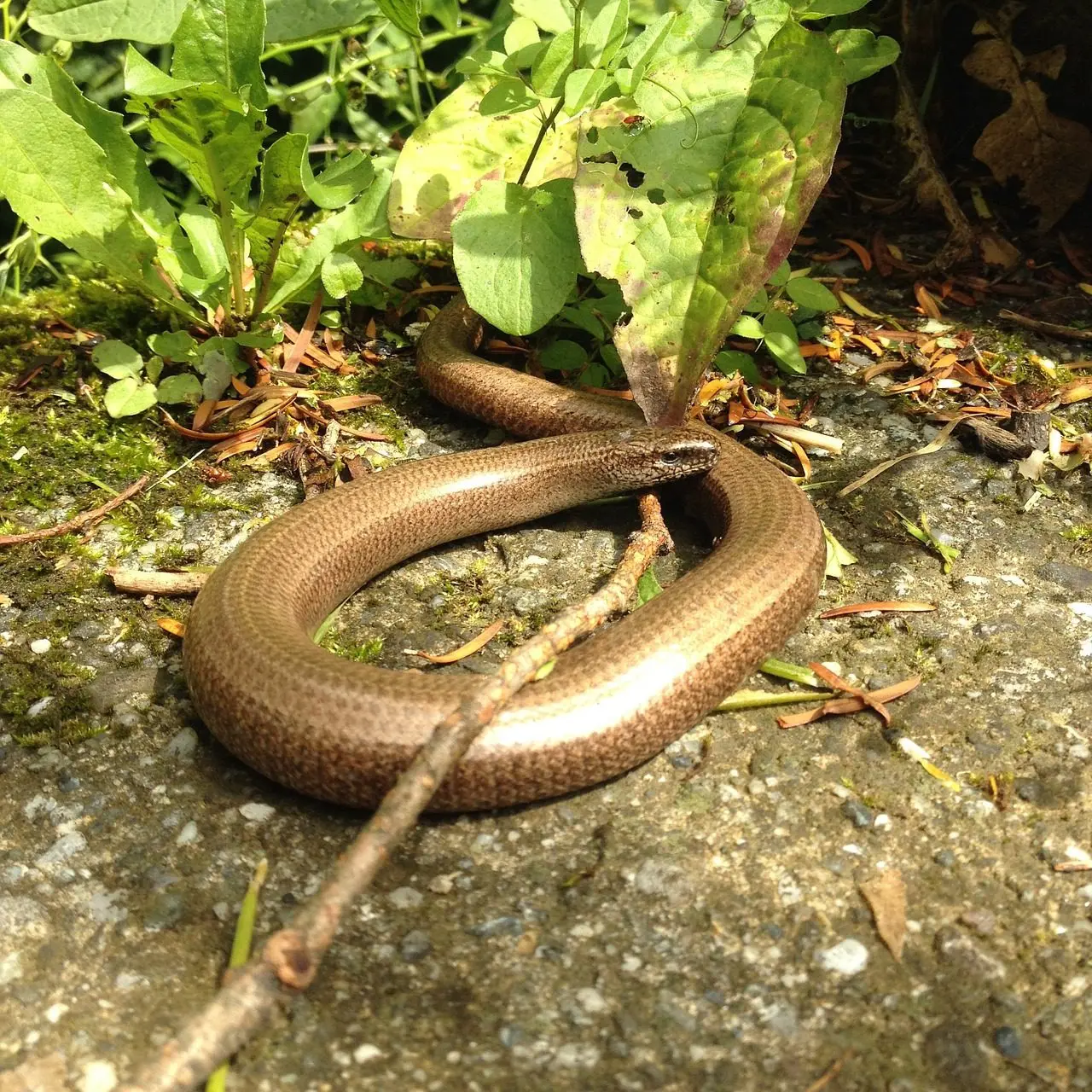 Blindschleiche als Schneckenjäger