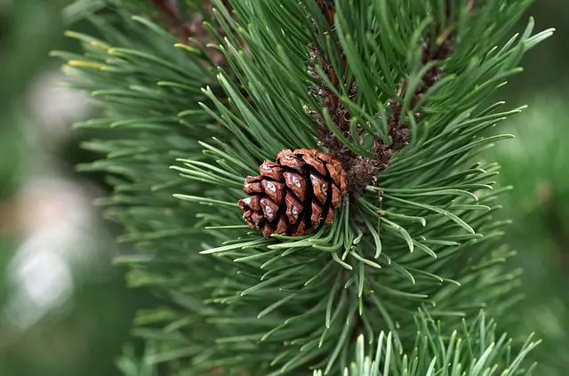 Kiefernnadeln gegen Schnecken