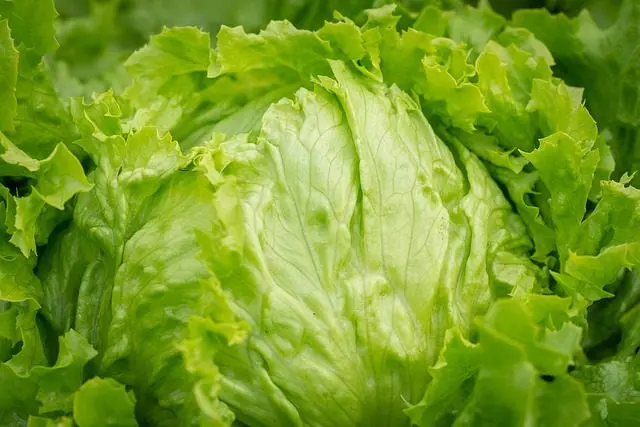 Nacktschnecken lieben Salat