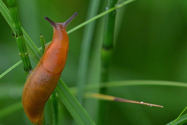 Gartenwegschnecke (Arion hortensis) – verstehen und gezielt bekämpfen
