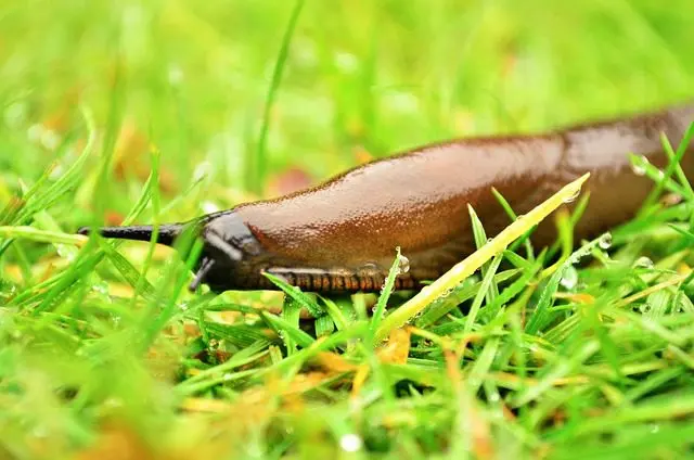 Schnecke auf dem Rasen
