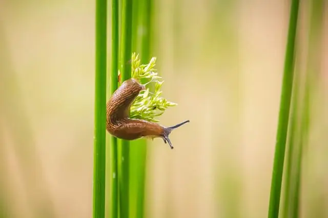 Jungschnecke
