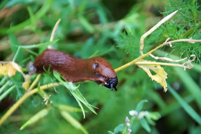 Nacktschnecke
