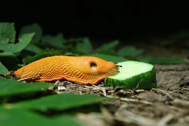 schnecke