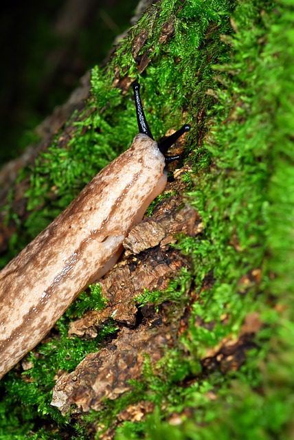 Die weiße Nacktschnecke: Wer ist sie, und wie geht man im Garten mit ihr um?