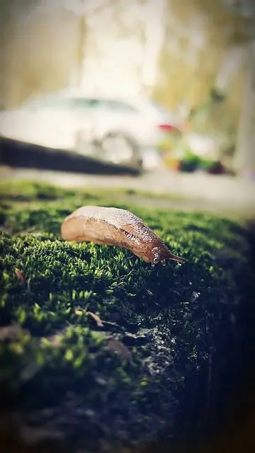 die genetzte Ackerschnecke