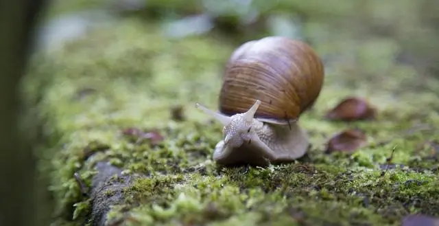 Schnecke