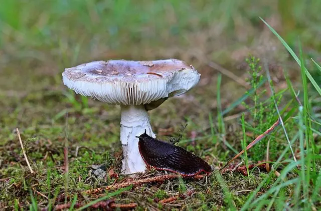 eine schwarze Nacktschnecke, die einen Pilz frisst
