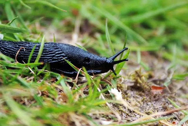 eine schwarze Nacktschnecke 