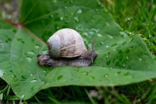 eine Schnecke, die ein Pflanzenblatt frisst