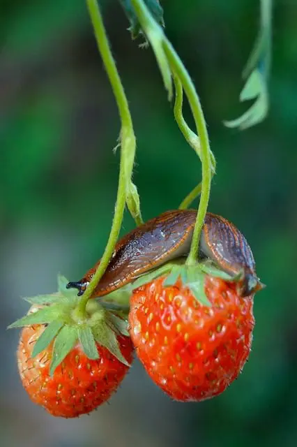 Nacktschnecke, die Erdbeeren frisst