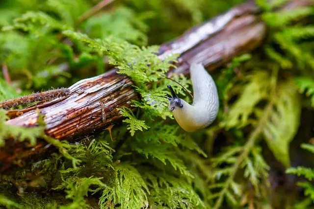 kleine weiße Nacktschnecke