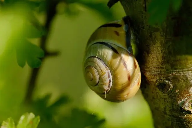 eine Schnecke, die auf dem Stamm eines Strauchs schläft