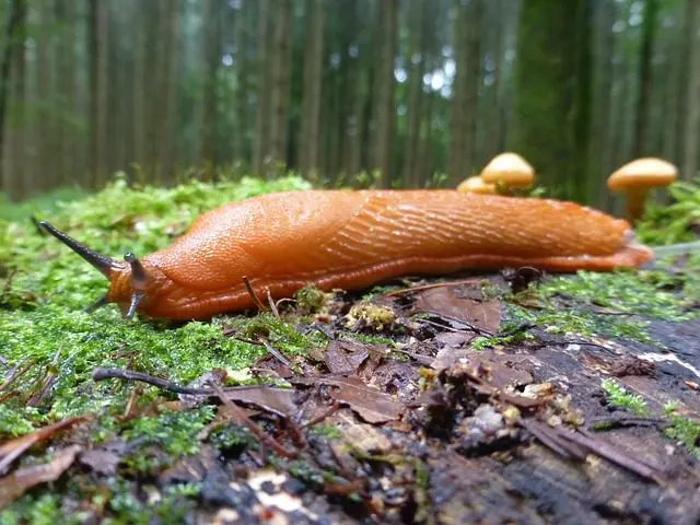 eine Nacktschnecke